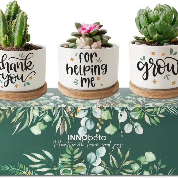 Colorful Parrot Appreciation Succulent Pot Trio - Picture 4 of 7